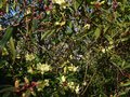 vignette Rhododendron Lutescens autre vue au 08 03 14