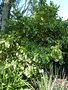vignette greselina littoralis 'variegata'