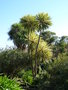 vignette cordyline australis l.hyb 'albertii'