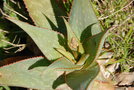 vignette Aloe saponaria