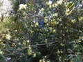 vignette Rhododendron Lutescens autre vue au 12 03 14