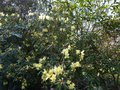 vignette Rhododendron Lutescens magnifique au 12 03 14