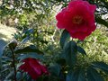 vignette Camellia reticulata Agnes de Lestaridec au 11 03 14