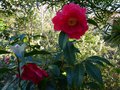 vignette Camellia reticulata Agnes de Lestaridec autre vue au 11 03 14