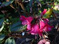 vignette Rhododendron Glischroides autre vue au 11 03 14