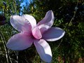 vignette Magnolia Star wars et son immense fleur au 11 03 14
