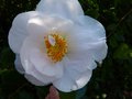vignette Camellia japonica Mrs.D.W.Davies autre gros plan au 11 03 14