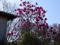 vignette Magnolia Vulcan immensment fleuri au 11 03 14