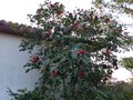 vignette Camellia japonica Grand Prix immense en dbut de floraison au 13 03 14