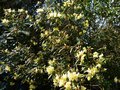 vignette Rhododendron Lutescens au 13 03 14