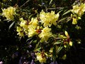 vignette Rhododendron Lutescens gros plan au 13 03 14