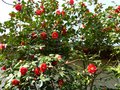 vignette Camellia japonica Grand Prix autre vue au 14 03 14