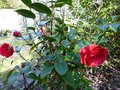vignette Camellia japonica Coquettii magnifique au 14 03 14