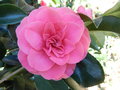 vignette Camellia 'Elegans'
