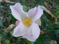 vignette Camellia 'Fairy Blush'