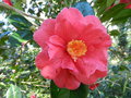 vignette Camellia 'Splendens Carlyon'