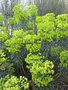 vignette Euphorbia characias