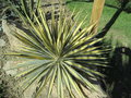 vignette Yucca filamentosa 'Colour Guard'