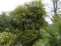 vignette Accia Pravissima immense et très parfumé en compagnie du Grevillea rosmarinifolia jenkinsii au 18 03 14