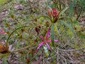 vignette Rhododendron Macrosepalum linarifolium qui dbute au 17 03 14