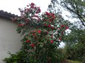 vignette Camellia japonica Grand Prix immense et aux très grosses fleurs au 18 03 14