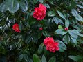 vignette Camellia Reticulata Dr Clifford's park hybride au 18 03 14