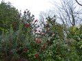 vignette Floraison de Camellias japonicas à l'ouest du jardin avec Coquettii, Margareth Davies et Ktamer suprème au 18 03 14