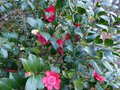 vignette Camellia japonica Bob's tinsie toujours en forme au 18 03 14