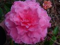 vignette Camellia reticulata K.O.Hester aux trs grandes fleurs au 18 03 14