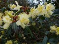 vignette Rhododendron Lutescens autre gros plan au 18 03 14