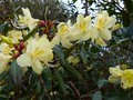 vignette Rhododendron Lutescens gros plan au 18 03 14