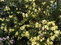 vignette Rhododendron Lutescens bis au 18 03 14