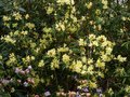 vignette Rhododendron Lutescens autre vue bis au 18 03 14