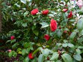vignette Camellia japonica Coquettii au 18 03 14