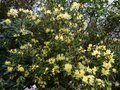 vignette Rhododendron Lutescens immensment fleuri au 16 03 14