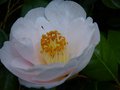 vignette Camellia japonica Mrs D.W.Davies gros plan de sa trs grosse fleur au 18 03 14