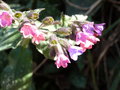 vignette Pulmonaria affinis (fleurs)