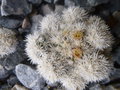 vignette Mammillaria gracilis cv. Arizona Snowcap