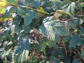 vignette Rubus x 'Rushbrook Red Leaf'