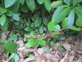 vignette Hydrangea serratifolia 'g&k 4208'