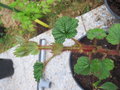 vignette Rubus pentalobus x tricolor