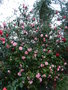 vignette vues du jardin (camellia 'Tiny Bell')
