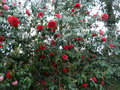 vignette vues du jardin (camellia 'Gnral Leclerc')
