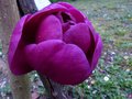 vignette Magnolia Black Tulip gros plan de sa grande belle fleur au 21 03 14