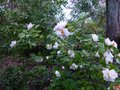 vignette Camellia Scentuous trs parfum au 21 03 14