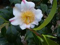 vignette Camellia japonica Scented sun bien parfum au 21 03 14