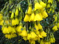 vignette Sophora Microphylla 'Sun King'