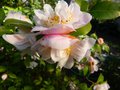 vignette Camellia Scentuous gros plan trs parfum au 21 03 14