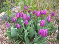 vignette Tulipes:un bouquet