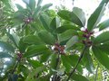 vignette Daphniphyllum Macropodum au 21 03 14